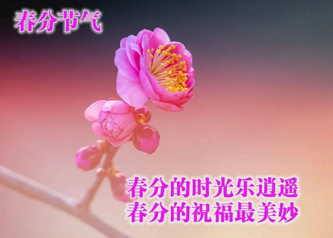 春分祝福语大全简短一句话（祝福满满，幸福连连，快乐无限）