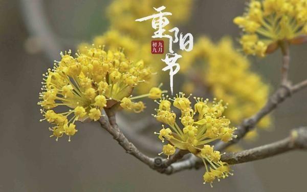 2021重阳节搞笑说说大全（重阳节，搞笑说说句子大***）