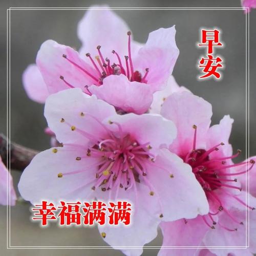 有关早上好的句子的短句英语（《清晨的诗意》）