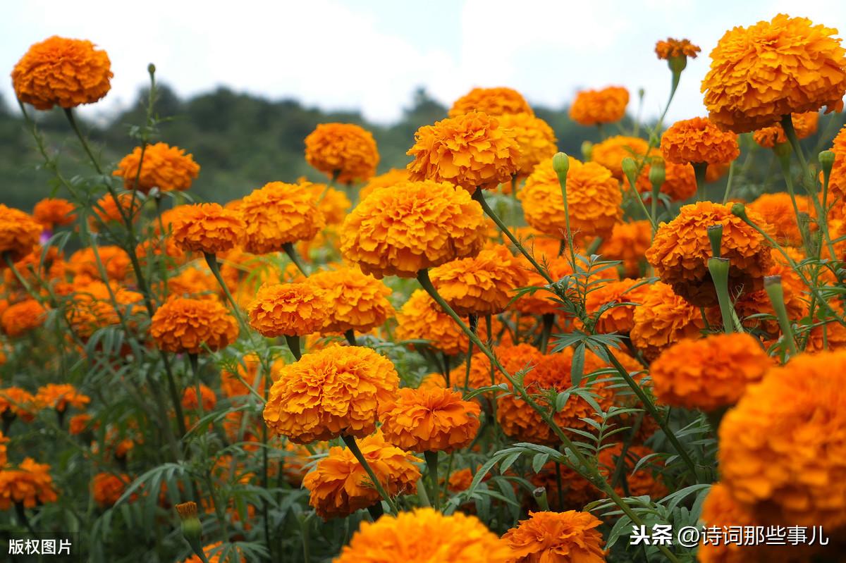 描写四君子之一菊花的诗句（赞美菊花古诗的佳句）