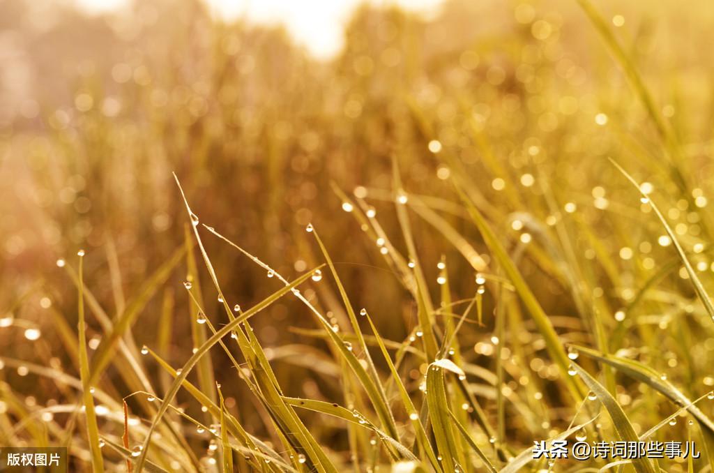 关于描写雨的古诗句（浪漫的雨景诗句）