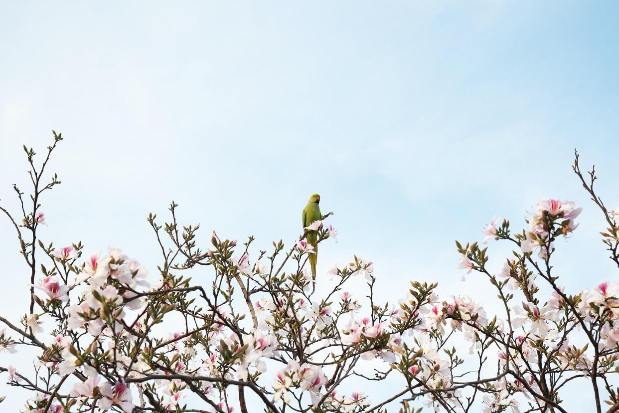 欧阳修古诗句子大全（欧阳修的经典著名古诗句）