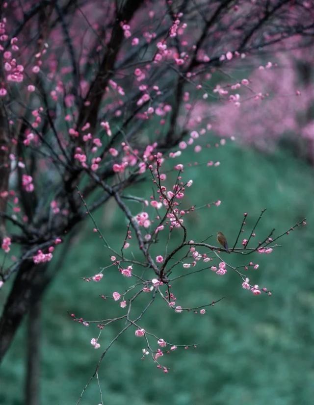 菜根谭经典格言精选，《菜根谭》10则警世名言