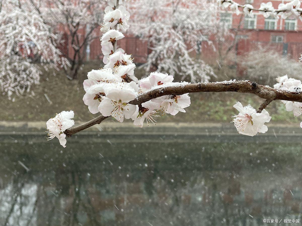 梅花诗词古句精选（王冕的10首梅花诗）