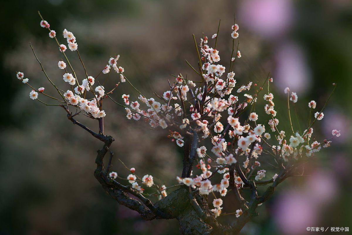 梅花诗词古句精选（王冕的10首梅花诗）