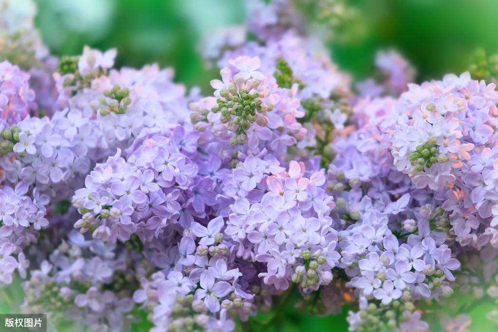 咏丁香花唯美诗词（丁香花的优美诗句）