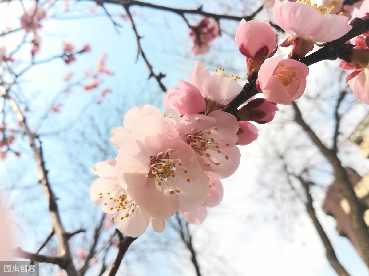 杏花微雨，春意阑珊（描写杏花的五首诗词）