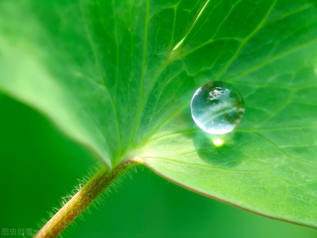 珍珠寓意唯美的诗句（5首露珠古诗词）