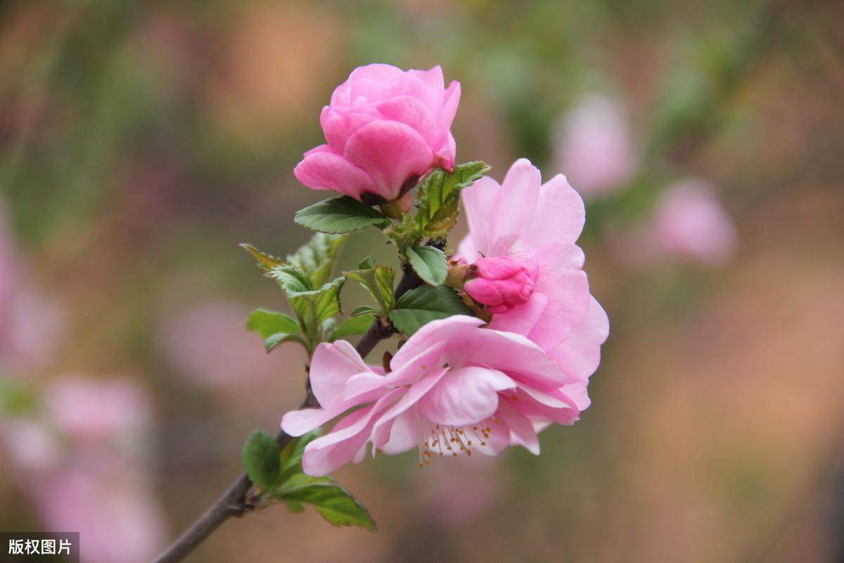 形容蔷薇品质的古诗词赏析（3首古诗词里的蔷薇）