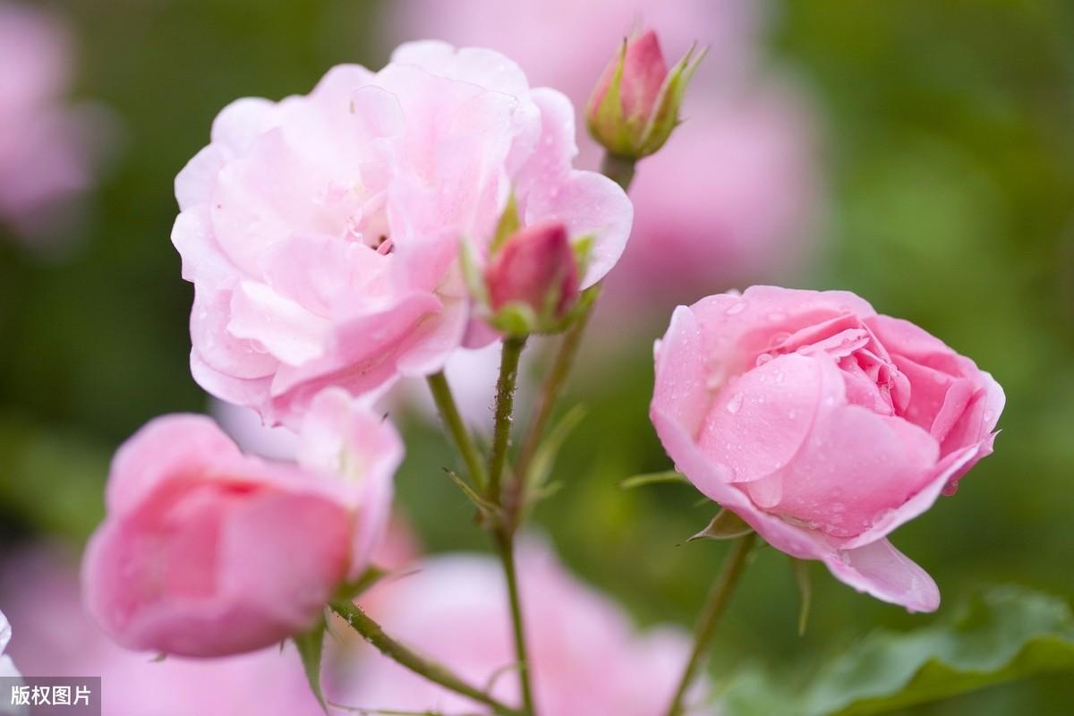 形容蔷薇品质的古诗词赏析（3首古诗词里的蔷薇）