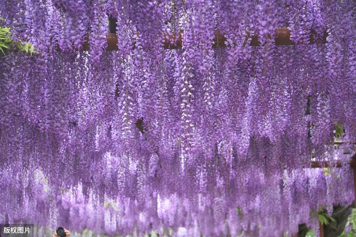 紫藤花唯美浪漫诗词名句（5首紫藤花古诗词）