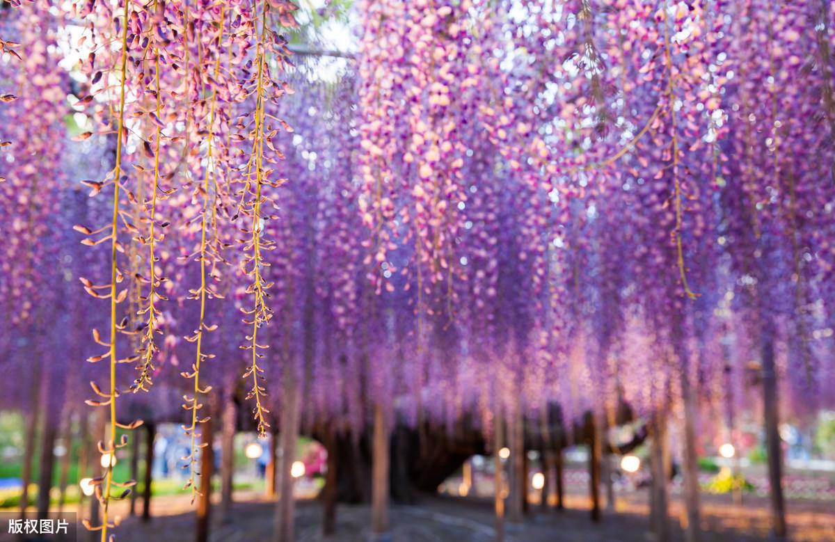 紫藤花唯美浪漫诗词名句（5首紫藤花古诗词）