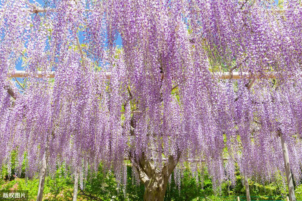 紫藤花唯美浪漫诗词名句（5首紫藤花古诗词）