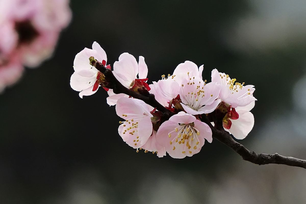 赞美杏花优美的诗句（5首杏花古诗鉴赏）