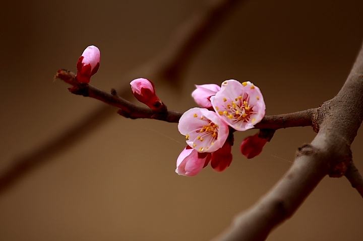 赞美杏花优美的诗句（5首杏花古诗鉴赏）