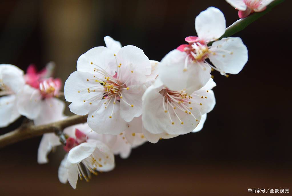 赞美杏花优美的诗句（5首杏花古诗鉴赏）