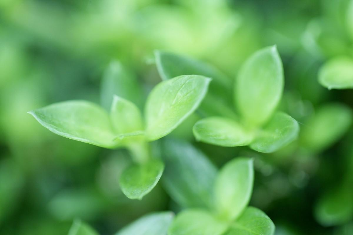 龙抬头古诗词鉴赏（关于龙抬头的唯美古诗词）