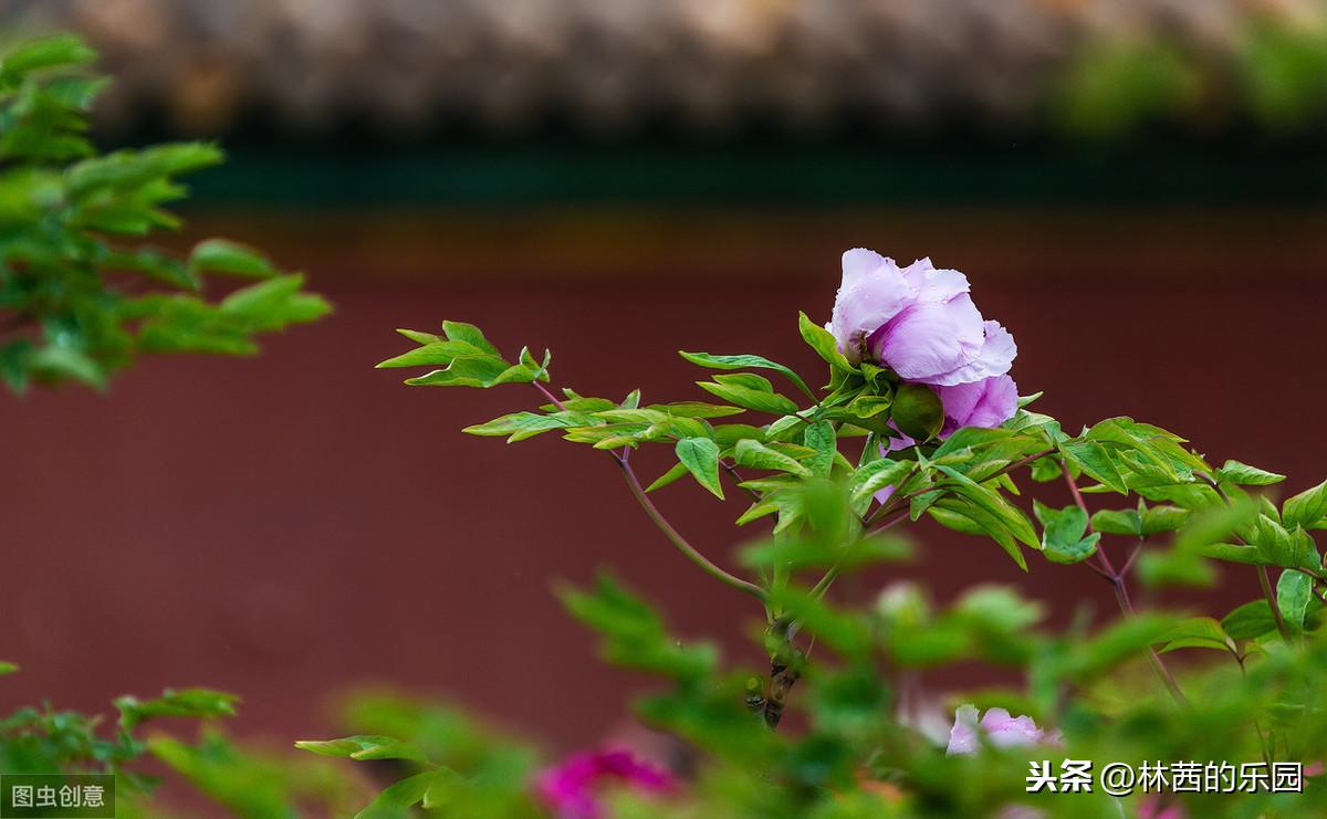 关于雨水的优美古诗（20首谷雨诗词）