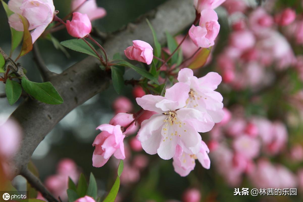 海棠花优美的诗句（38首海棠花诗词）