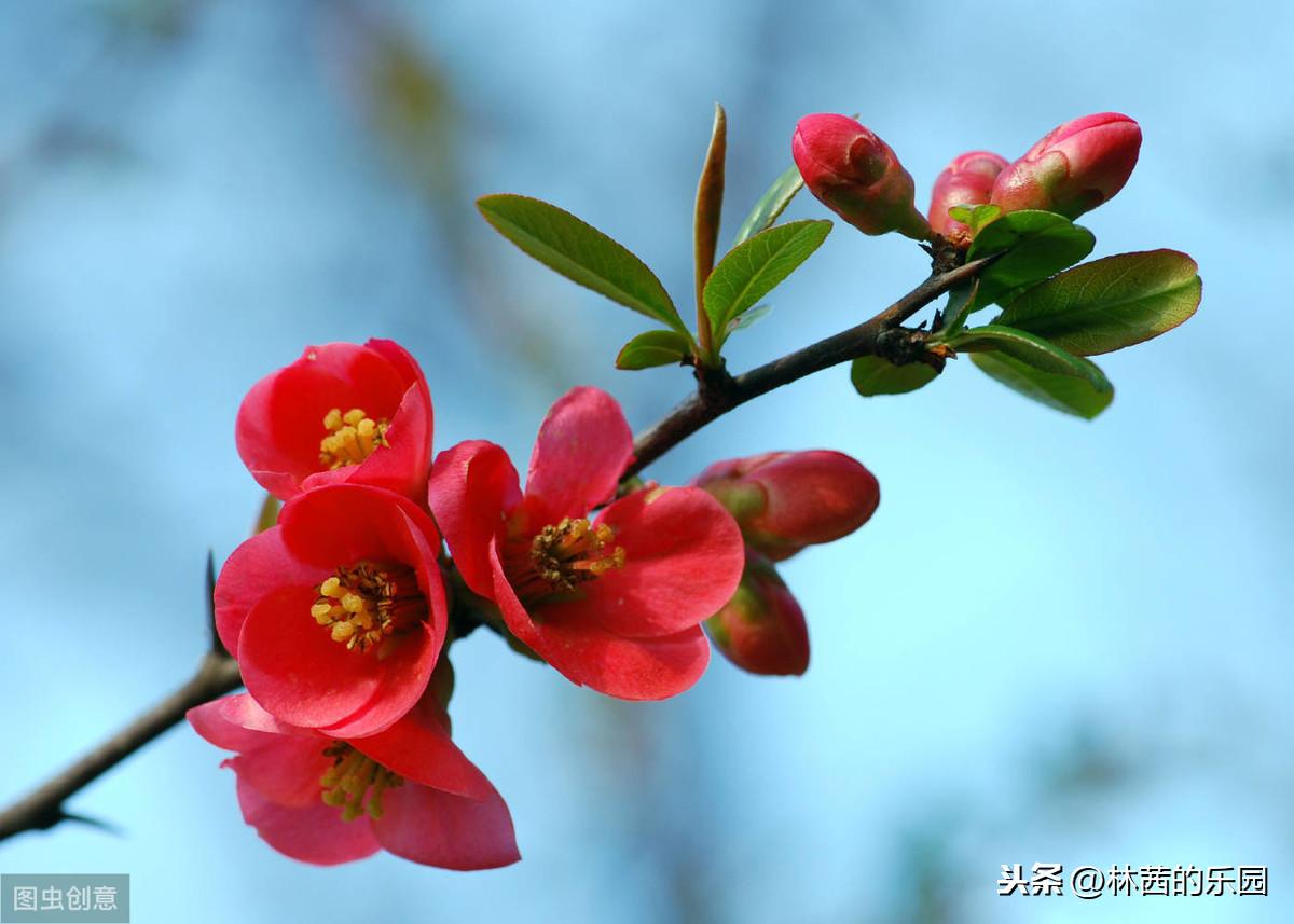 海棠花优美的诗句（38首海棠花诗词）