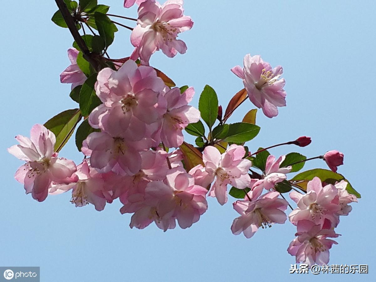 海棠花优美的诗句（38首海棠花诗词）