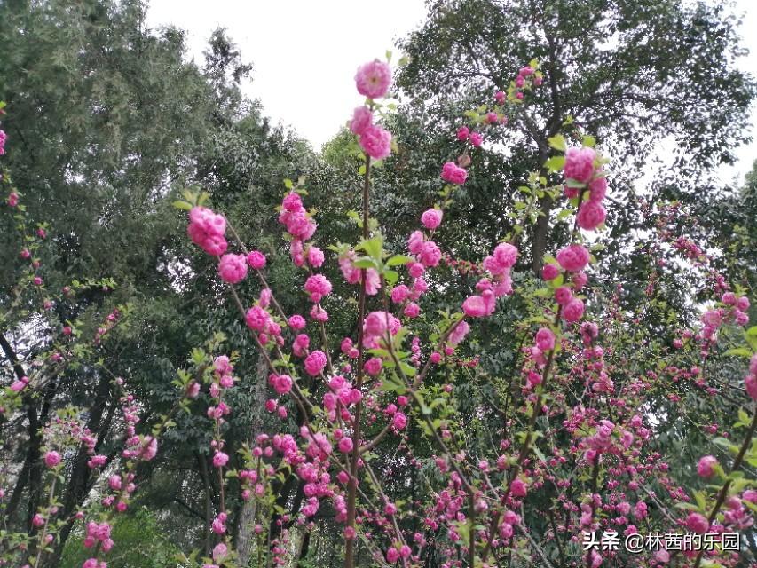 海棠花优美的诗句（38首海棠花诗词）