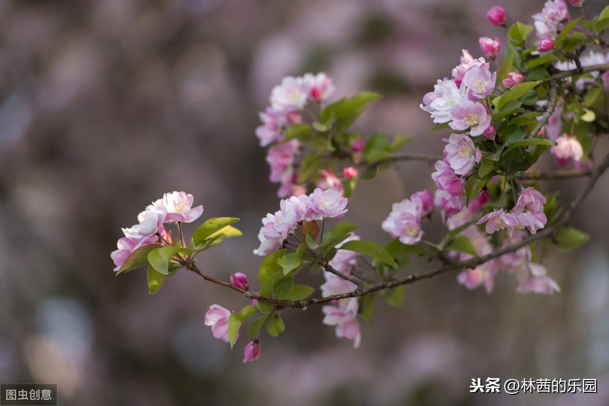 海棠花优美的诗句（38首海棠花诗词）