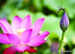 夏天优美诗词句赏析（形容夏天的经典古诗词）