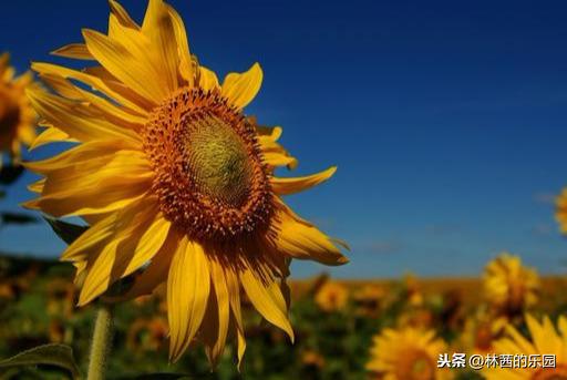 夏天优美诗词句赏析（形容夏天的经典古诗词）