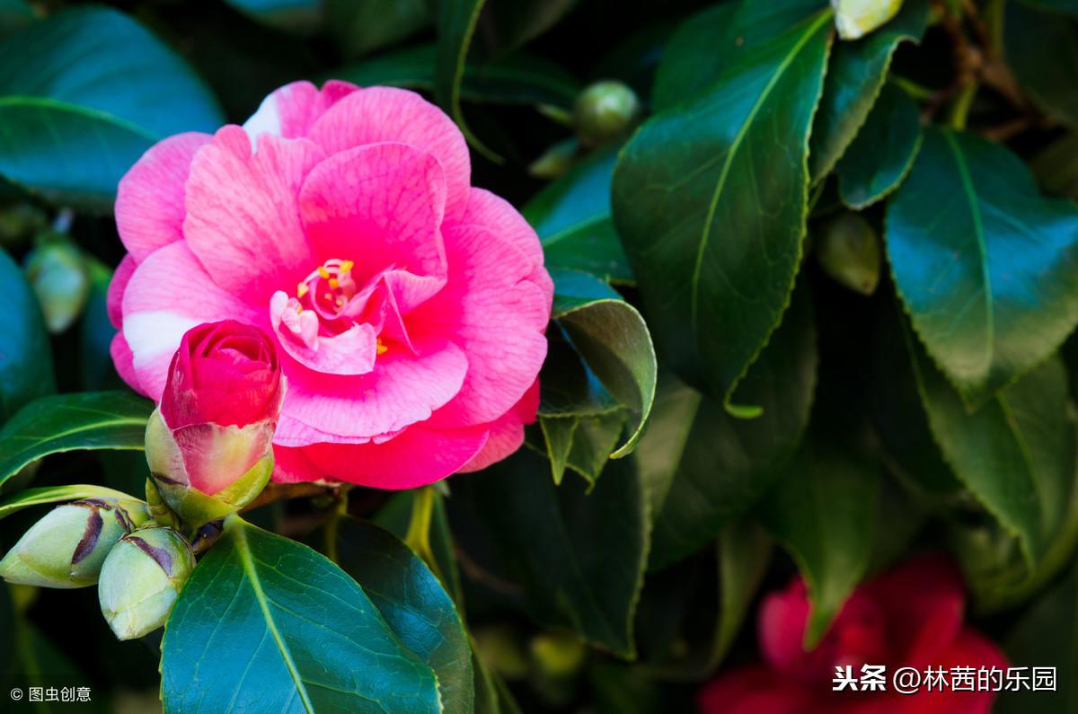 春风迎花香，青山映娇颜（10首歌咏山茶花的唯美诗词）