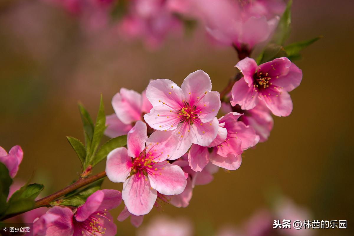 桃花优美诗词有哪些（12首歌咏桃花的诗词）