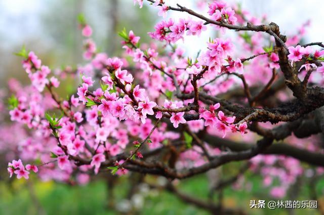 桃花优美诗词有哪些（12首歌咏桃花的诗词）