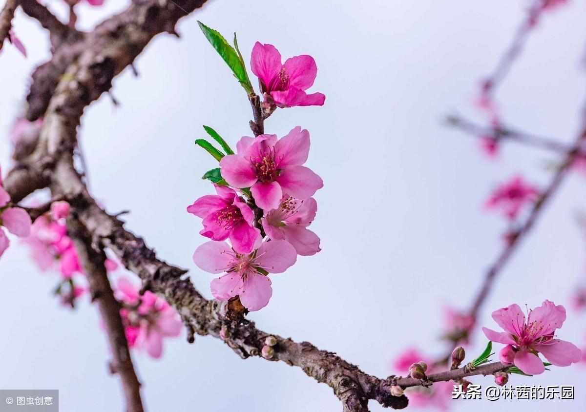 桃花优美诗词有哪些（12首歌咏桃花的诗词）