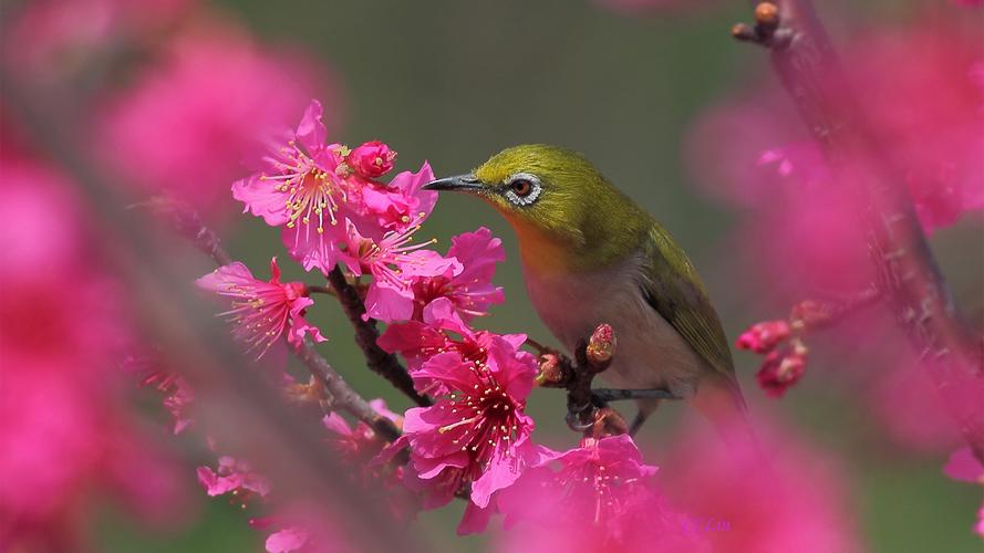 春天里的花园作文（《春天的趣事》）