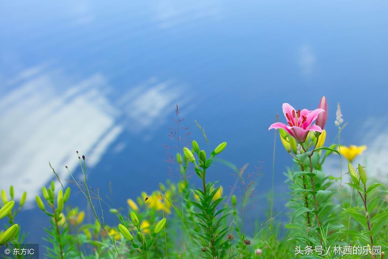 描述夏季的15首绝美唐诗（夏天意境唯美古诗句）