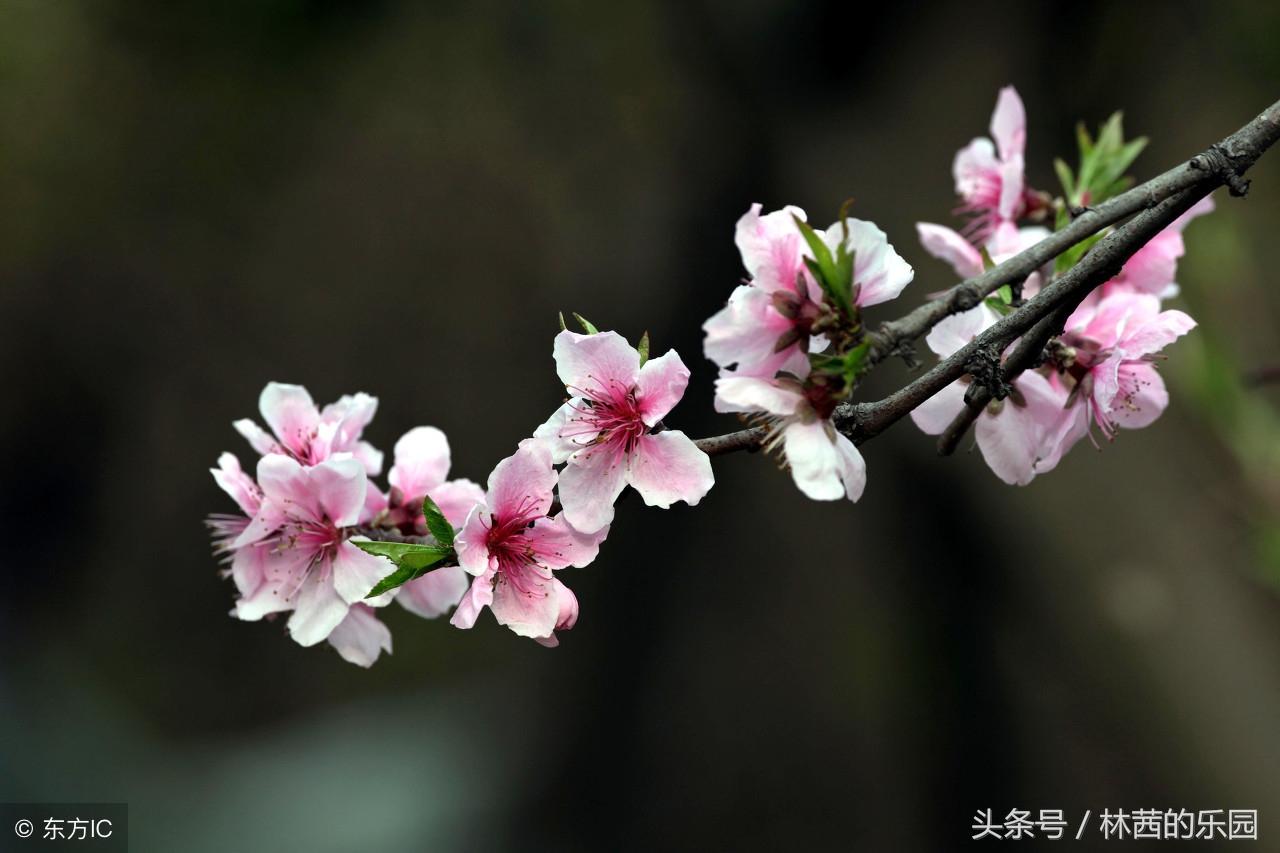 桃花古诗名句大全（精选12首桃花诗词）