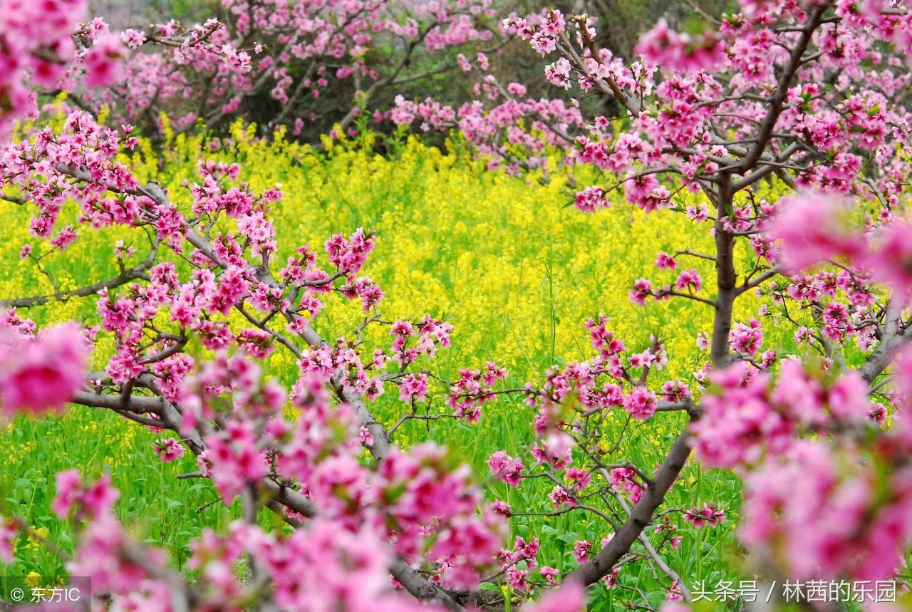 桃花古诗名句大全（精选12首桃花诗词）