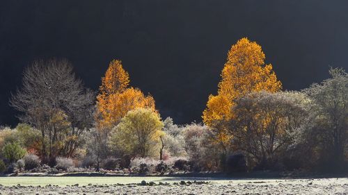 关于春天的美丽作文（《春天的风景》）