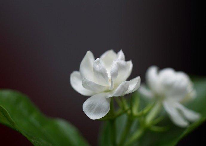 赞美茉莉花唯美诗词赏析（6首茉莉花古诗词）