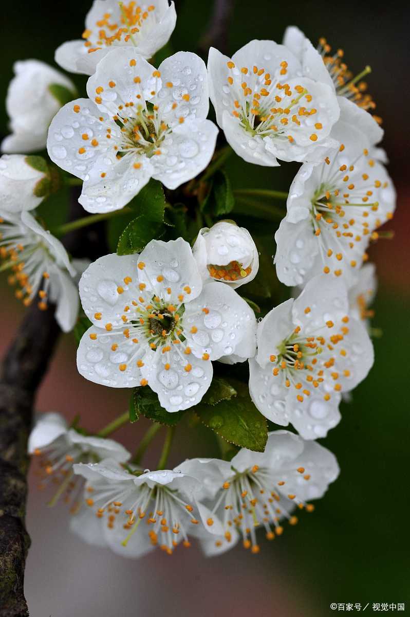 杏花古诗词大全（精选5首杏花古诗）