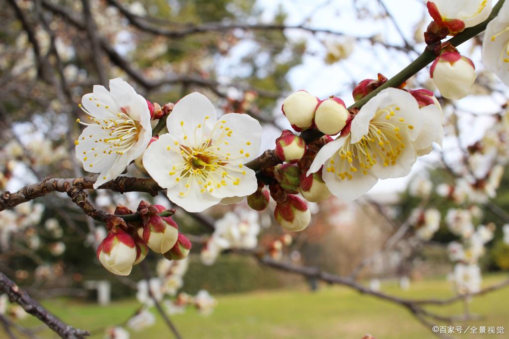 杏花古诗词大全（精选5首杏花古诗）