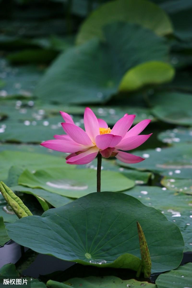 形容夏天困意的诗句（5首初夏午睡古诗词）