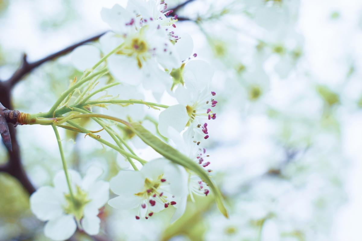 梨花带雨的古诗词（5首冷门梨花古诗词）