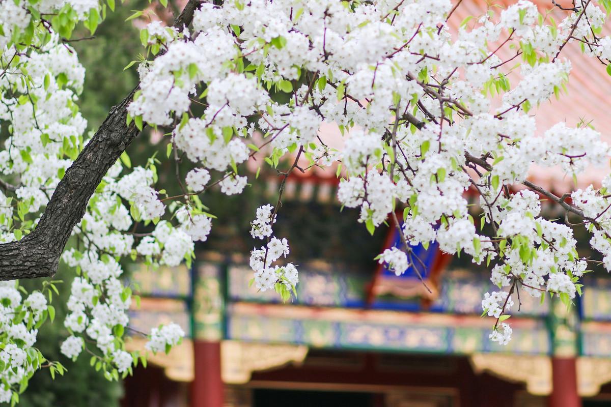 梨花带雨的古诗词（5首冷门梨花古诗词）