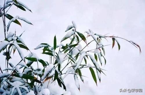 雪景诗词古句摘抄（描写雪景的18首优美古诗词）