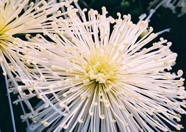 关于菊花的古诗词句（菊花古诗词集锦大全）