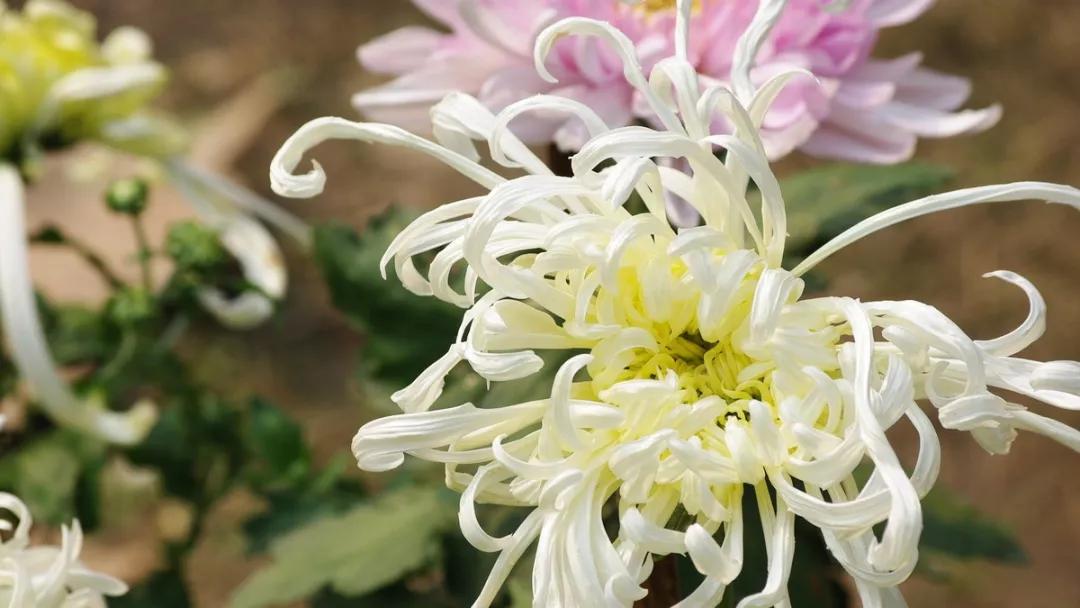 关于菊花的古诗词句（菊花古诗词集锦大全）