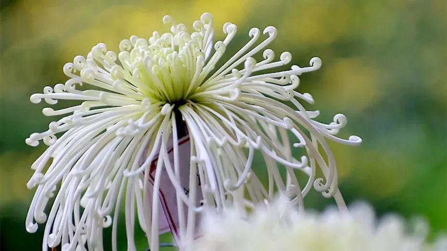 关于菊花的古诗词句（菊花古诗词集锦大全）