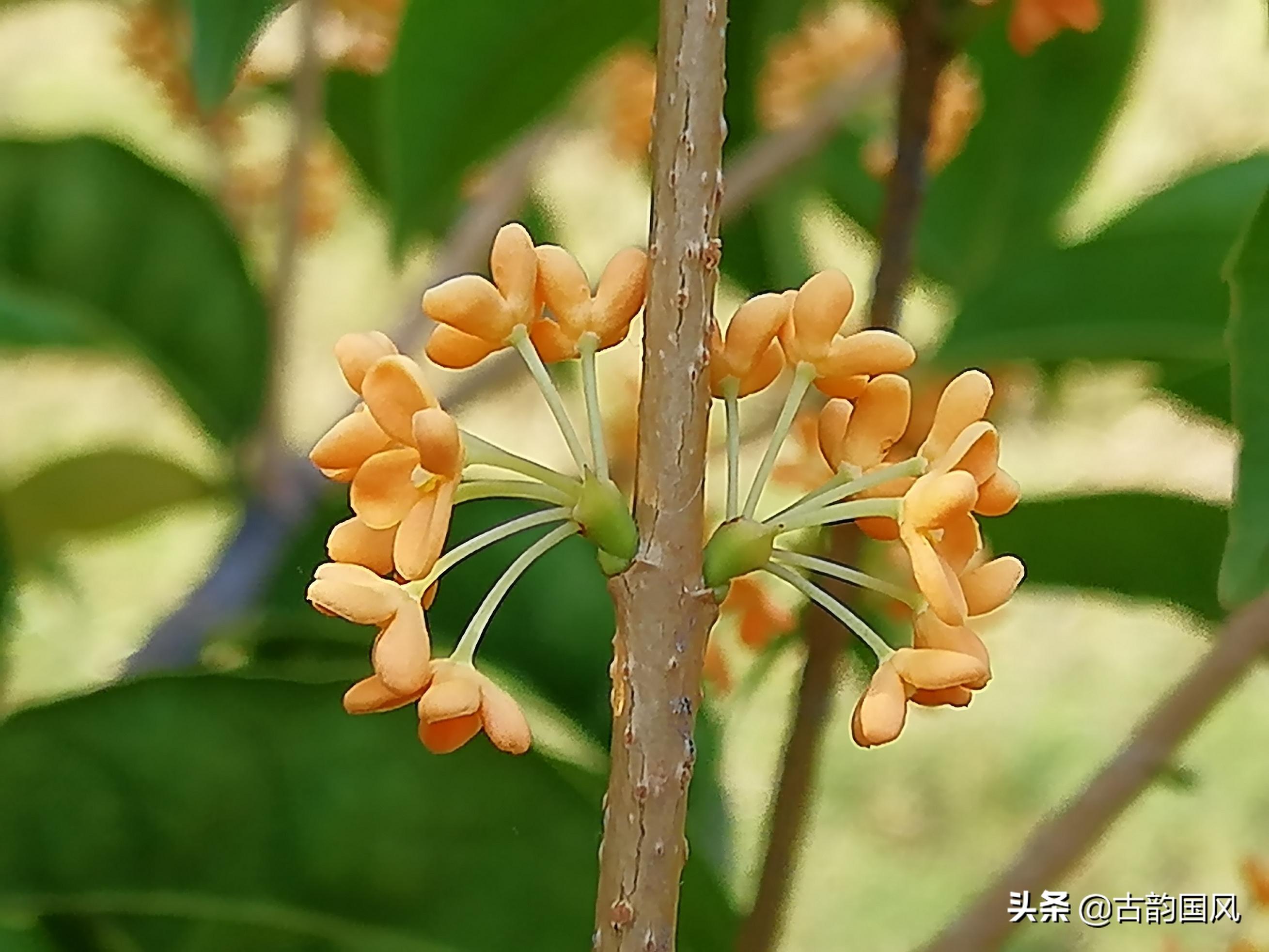 赞美桂花古诗词赏析（70首桂花诗词）