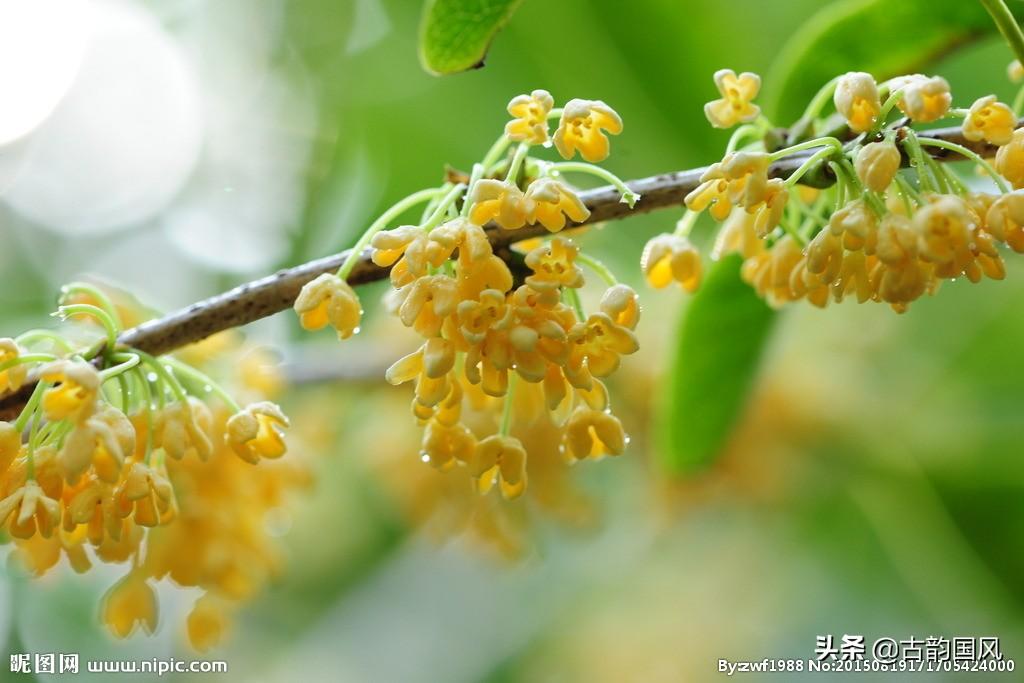 赞美桂花古诗词赏析（70首桂花诗词）